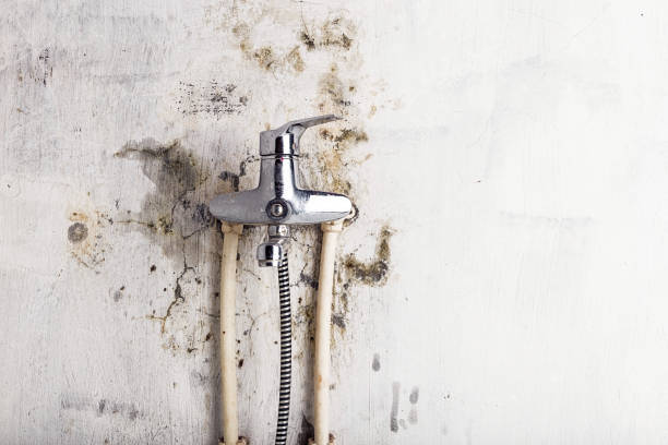 Best Mold Damage Repair  in , IN