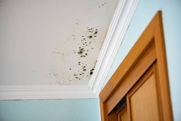 Best Local Mold Removal Service  in , IN