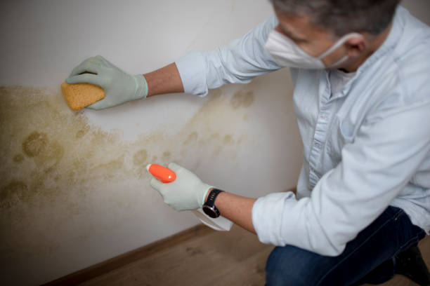 Best Crawl Space Mold Removal  in , IN