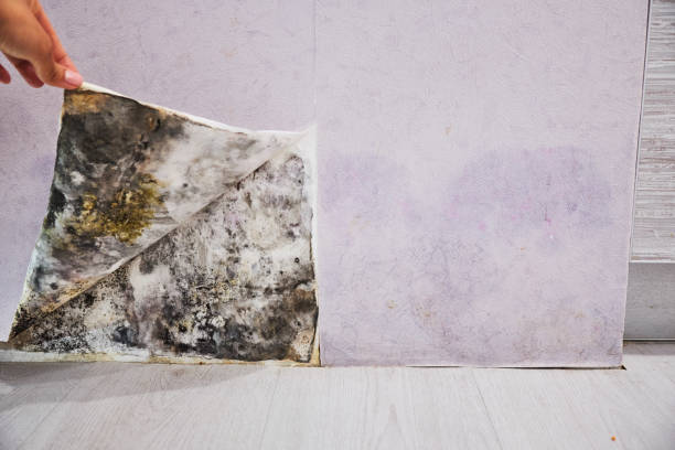 Best Office Mold Removal Services  in , IN